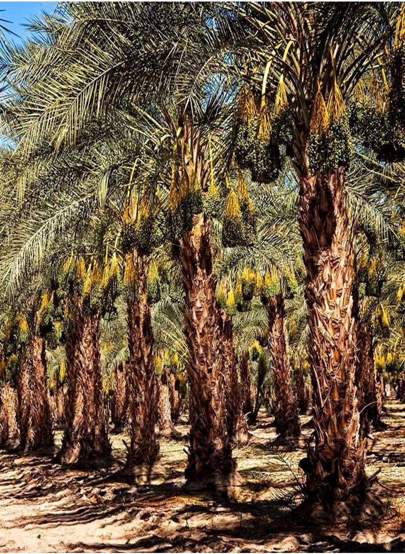 GGOOT - Deglet Nour Dates,Royal Date, Queen of Dates (Phoenix dactylifera) Seeds (5) - Image 1