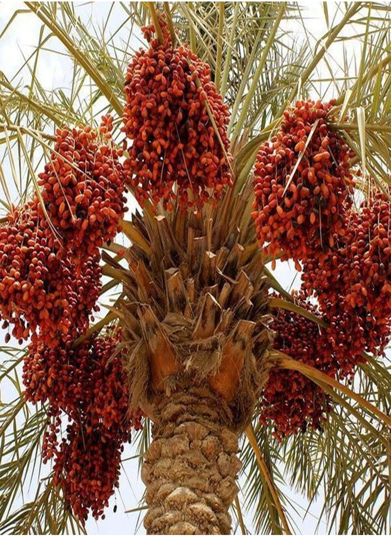 GGOOT - Deglet Nour Dates,Royal Date, Queen of Dates (Phoenix dactylifera) Seeds (5) - Image 1