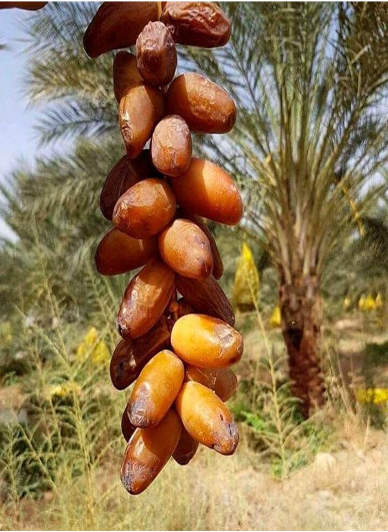 GGOOT - Deglet Nour Dates,Royal Date, Queen of Dates (Phoenix dactylifera) Seeds (5) - Image 1
