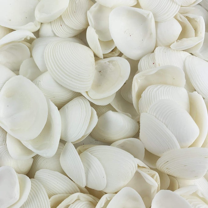 WHITE CLAM CAY CAY SEA SHELLS FOR HOME DECORATIONS PARTY WEDDING DIY CRAFTS 8OZ