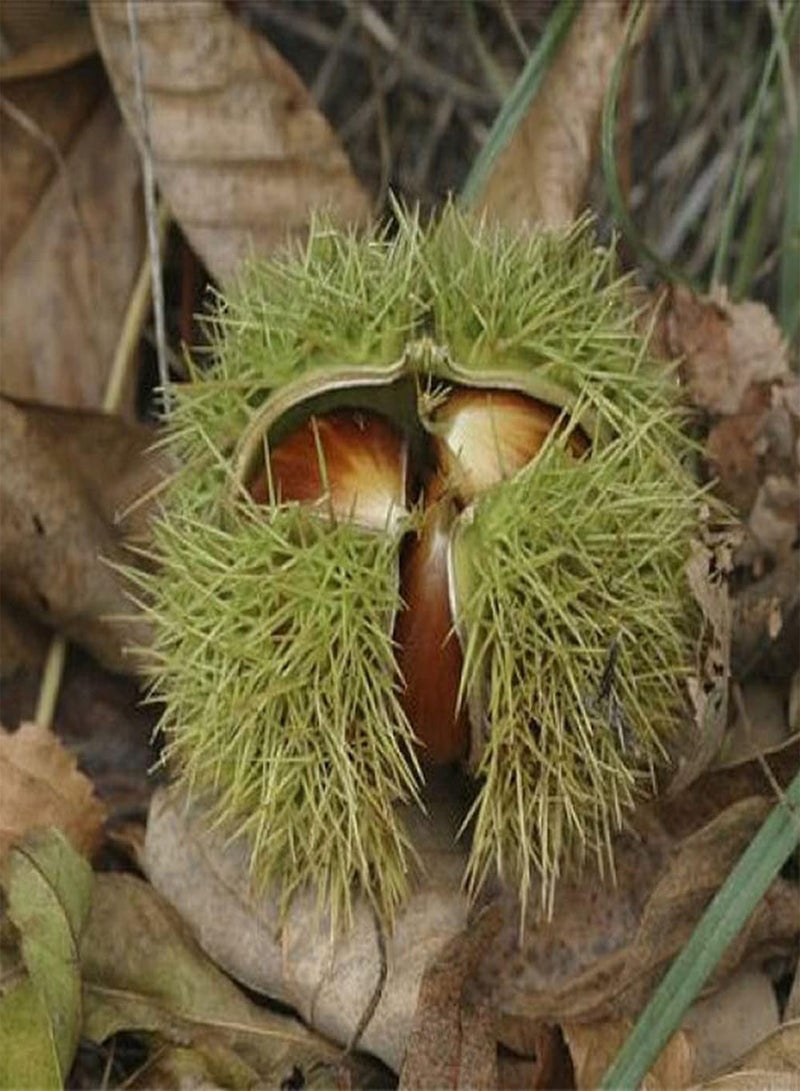 GGOOT 5Pcs Chestnut Seeds Non GMO Heirloom Tree Seed Planted in an Outdoor Garden Unique Fruit Shape Has Ornamental Value and Economic Value - Image 3