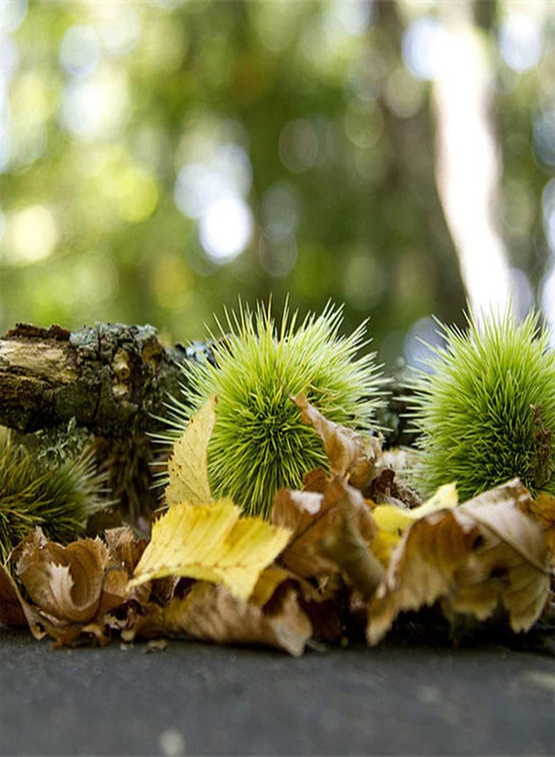 GGOOT 5Pcs Chestnut Seeds Non GMO Heirloom Tree Seed Planted in an Outdoor Garden Unique Fruit Shape Has Ornamental Value and Economic Value - Image 2