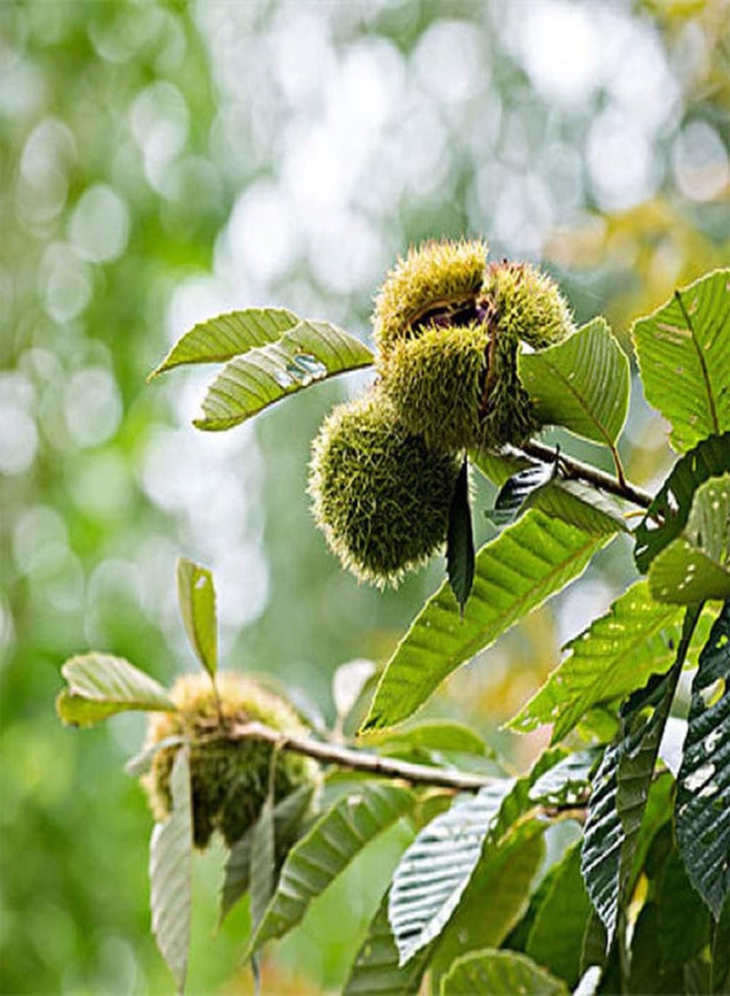 GGOOT 5Pcs Chestnut Seeds Non GMO Heirloom Tree Seed Planted in an Outdoor Garden Unique Fruit Shape Has Ornamental Value and Economic Value - Image 1