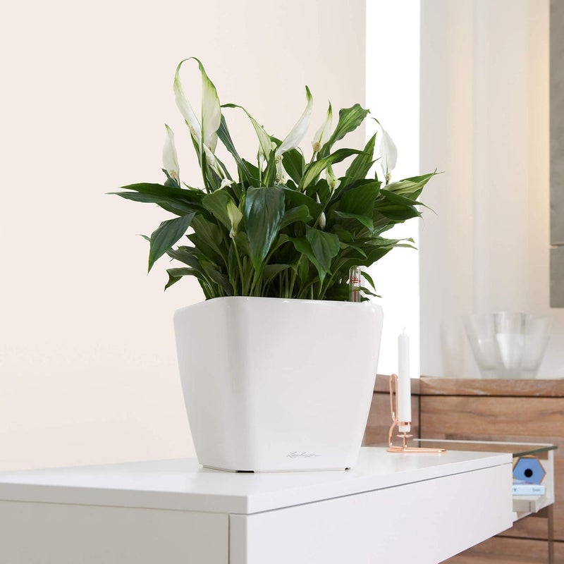 Lechuza Self Watering Plant Pot QUADRO LS 28 Garden Flower Indoor Outdoor Table Plastic Small Planter with Drainage Hole H26 L28 W28 cm Shiny Taupe - Image 3
