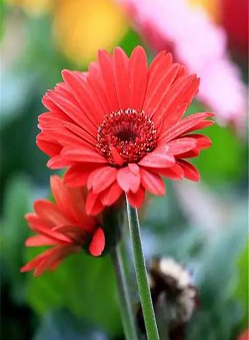 جي جوت 100 قطعة من بذور الجربيرا، بذور زهرة الجربيرا الملونة الرائعة والرشيقة للحديقة، بذور المارجريت للاستخدام المنزلي - Image 2