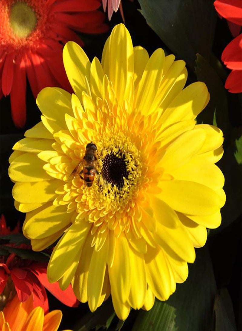 جي جوت 100 قطعة من بذور الجربيرا، بذور زهرة الجربيرا الملونة الرائعة والرشيقة للحديقة، بذور المارجريت للاستخدام المنزلي - Image 3