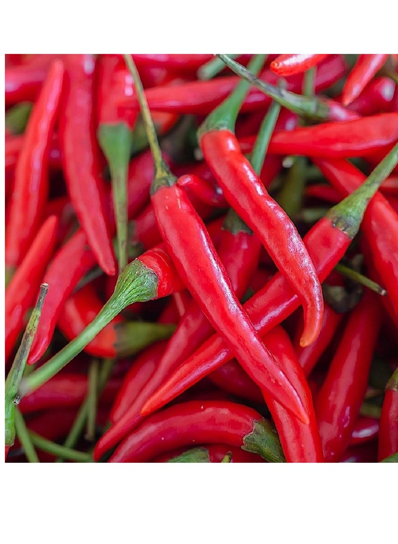 vsell24 10G  Organic Large Chilli Seeds Grow Mirchi at Home Non-GMO Seeds With 98% Cleaness, 96% Purity, 85% Germination Rate (Mirchi) 3PC - Image 1