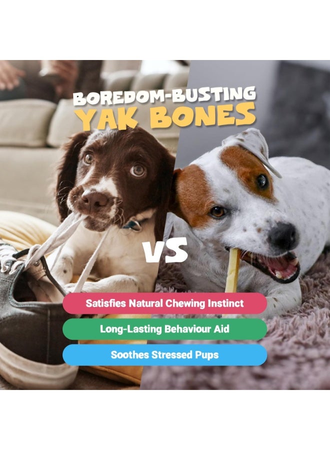 Pets Purest Himalayan Yak Chews with Milk for Dog, Puppy & Senior - 100% Natural Cheese Bone Food Treats - Long Lasting Protein & Calcium Dogs Dental Stick Snack for Plaque Off, Tartar & Teeth (5 Pcs) - Image 5
