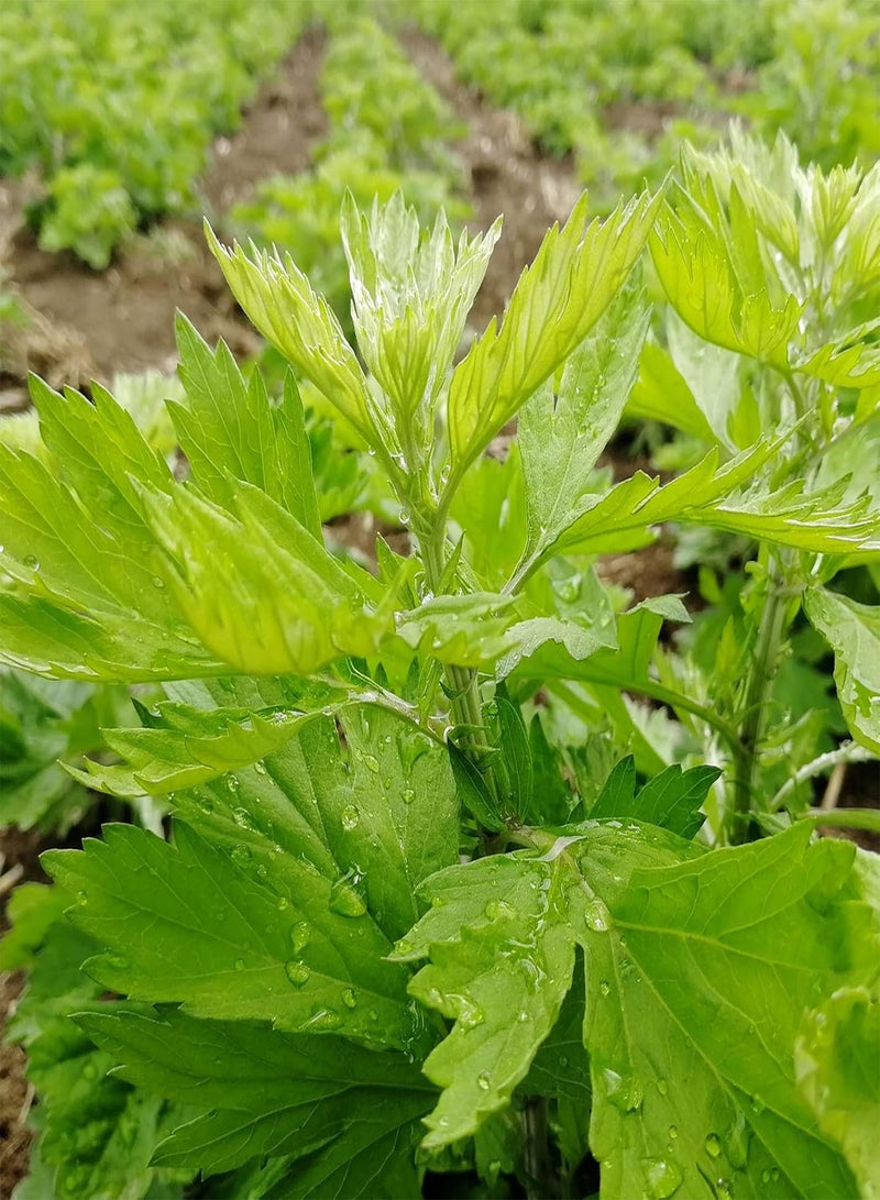 جي جوت 100 قطعة/حقيبة من بذور الشيح الشائع، بذور زهور للحديقة، نبات دائم الخضرة، حصاد جيد، سهل الزراعة، بذور الشيح الغربي للفناء الخارجي - Image 5