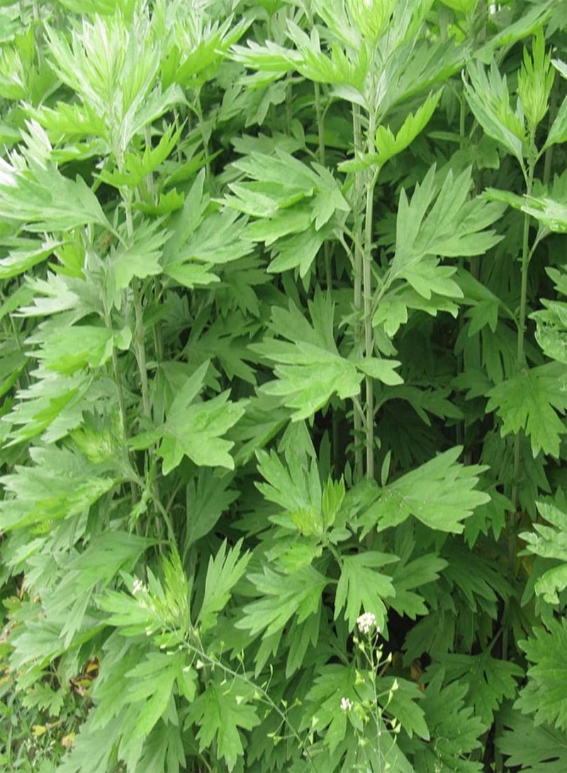 جي جوت 100 قطعة/حقيبة من بذور الشيح الشائع، بذور زهور للحديقة، نبات دائم الخضرة، حصاد جيد، سهل الزراعة، بذور الشيح الغربي للفناء الخارجي - Image 2