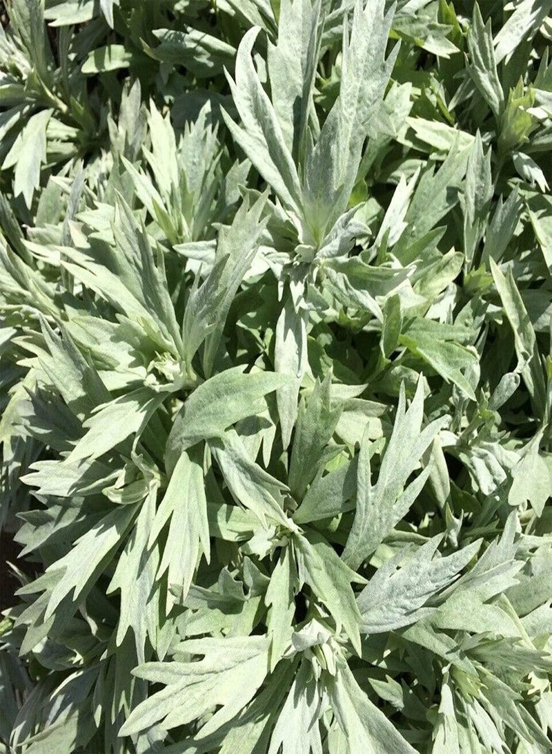 جي جوت 100 قطعة/حقيبة من بذور الشيح الشائع، بذور زهور للحديقة، نبات دائم الخضرة، حصاد جيد، سهل الزراعة، بذور الشيح الغربي للفناء الخارجي - Image 1