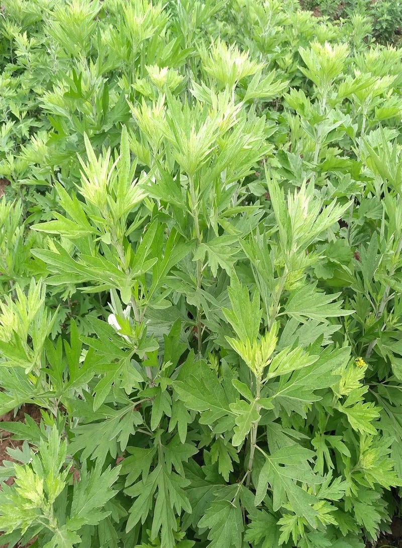 جي جوت 100 قطعة/حقيبة من بذور الشيح الشائع، بذور زهور للحديقة، نبات دائم الخضرة، حصاد جيد، سهل الزراعة، بذور الشيح الغربي للفناء الخارجي - Image 4