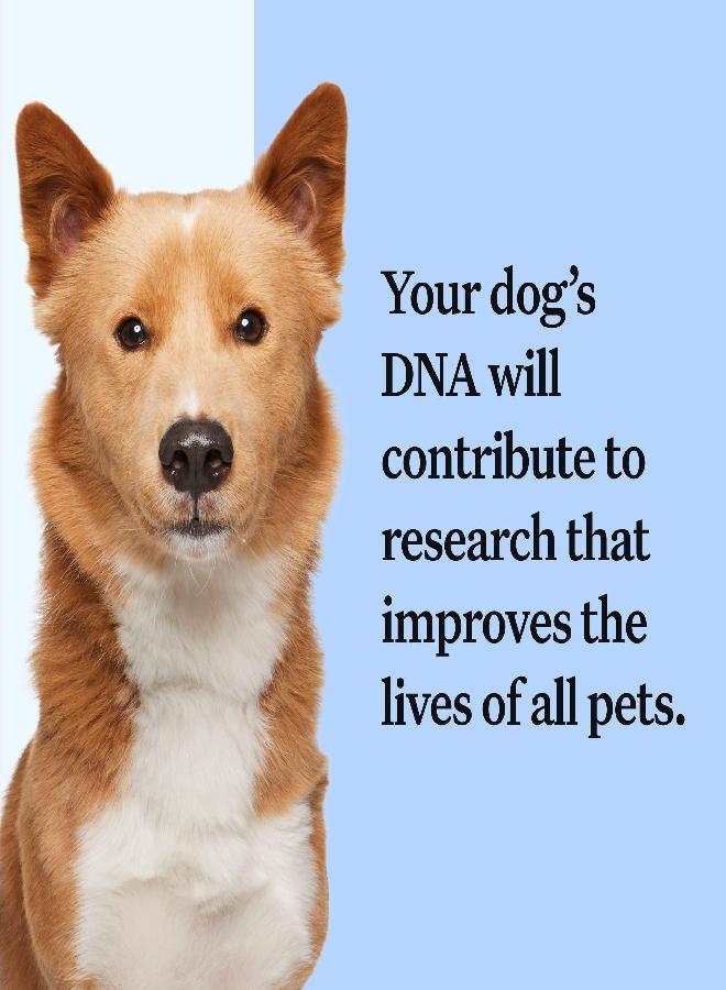 Wisdom Panel Breed Discovery 3.0: Dog DNA Test Kit for Most Accurate Breed ID | MDR1 | Ancestry | Relatives