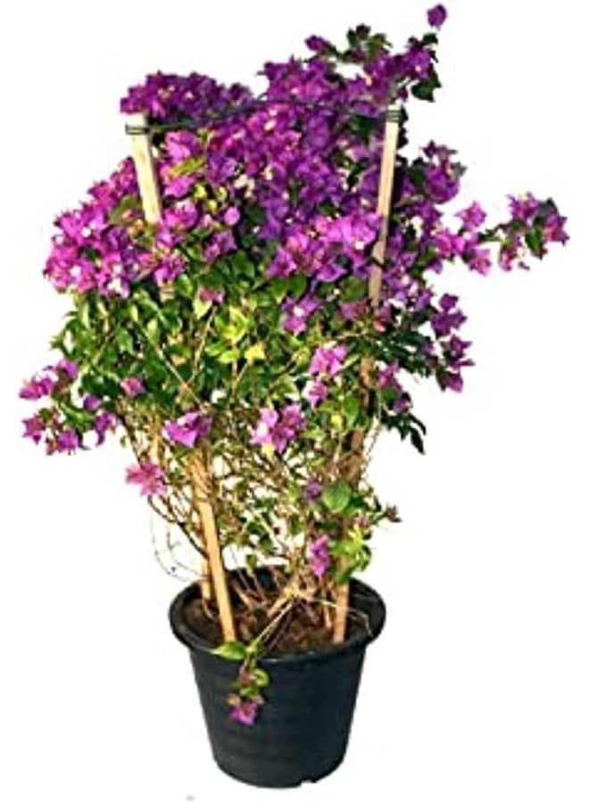 Dubai Garden Centre Mix Bougainvillea Plant, Pink