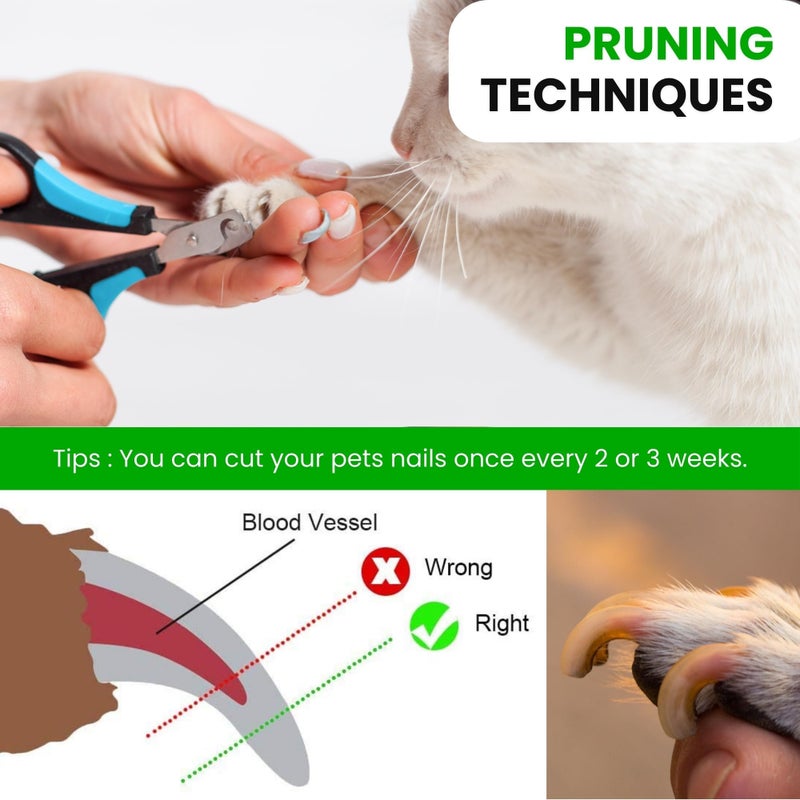 Buraq Pets Professional Dog Nail Cutter Scissor Trim Pet's Nails with Precision & Ease, Durable, Safe, Ergonomic Design for Cats, Dogs, and Other Small Animals (Dog Nail Cutter Scissor) - Image 3