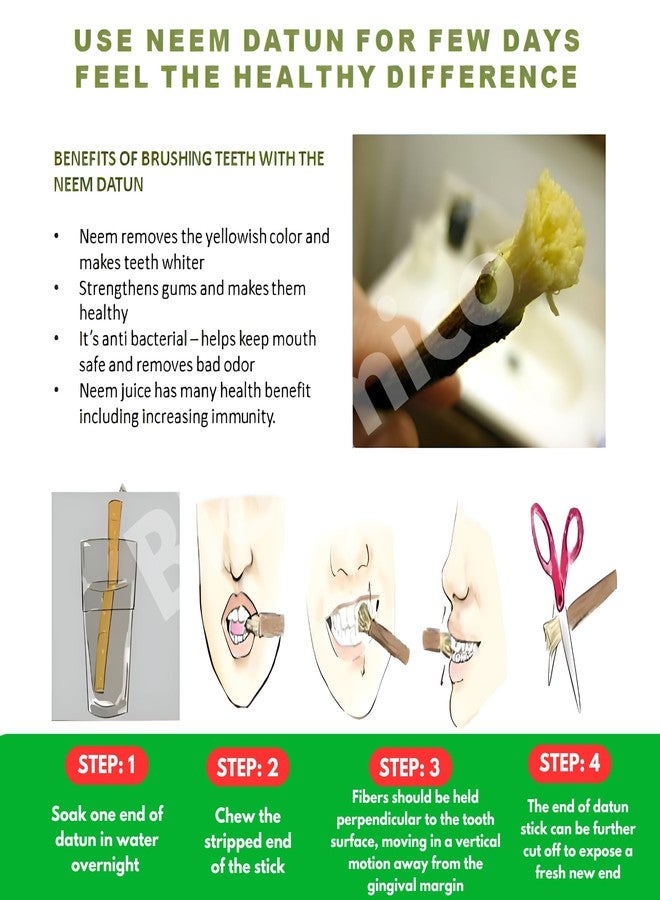 Bloomico Natural Neem Chew Sticks - Ayurvedic Organic Neem Datun (50 Pieces) Nim Tree Twigs for Teeth Brushing, Bad Breath Elimination, Tooth Ache Relief & Healthy Gums - (Pack of 50) - Image 4