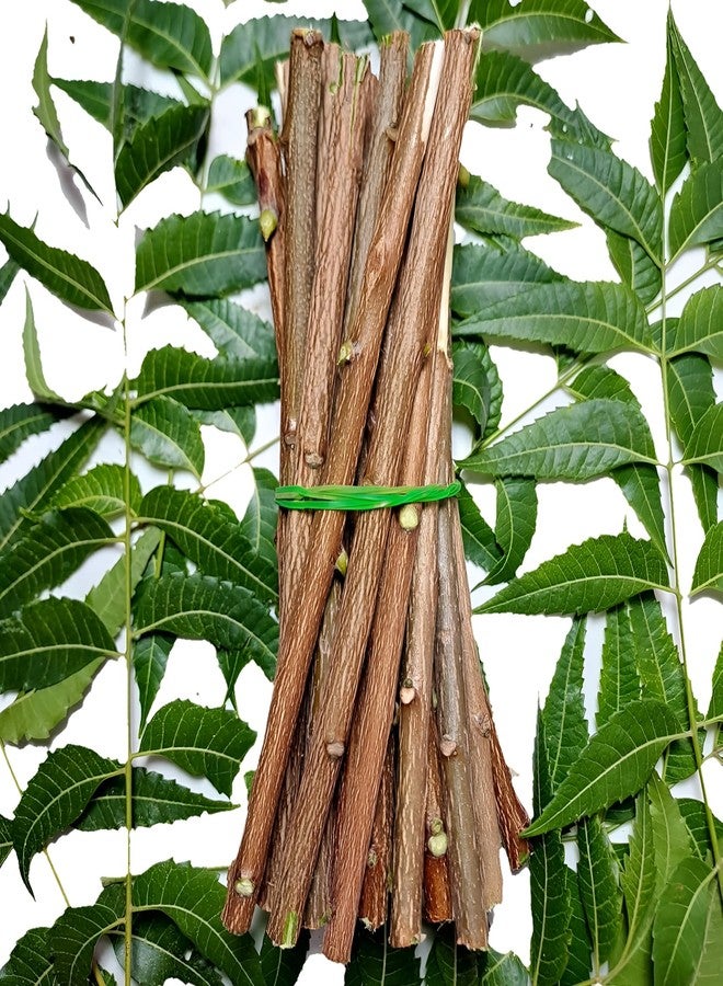 Bloomico Natural Neem Chew Sticks - Ayurvedic Organic Neem Datun (50 Pieces) Nim Tree Twigs for Teeth Brushing, Bad Breath Elimination, Tooth Ache Relief & Healthy Gums - (Pack of 50) - Image 5
