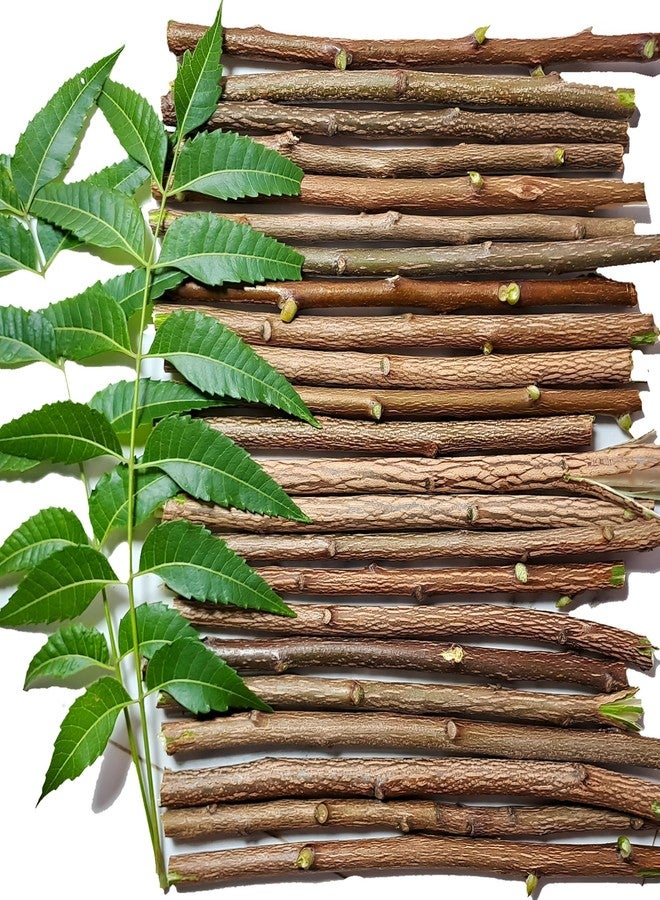 Bloomico Natural Neem Chew Sticks - Ayurvedic Organic Neem Datun (50 Pieces) Nim Tree Twigs for Teeth Brushing, Bad Breath Elimination, Tooth Ache Relief & Healthy Gums - (Pack of 50) - Image 1