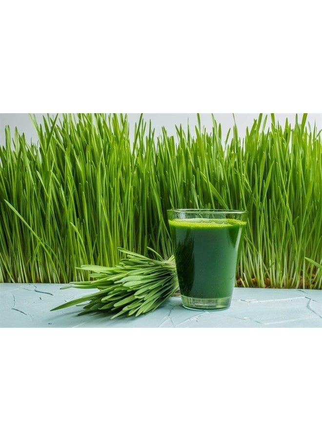 Antler Farms - 100% Pure, Organic, New Zealand Wheatgrass Powder, 40 Servings, 200g - Raw, Vegan, Gluten Free, Nutrient Rich, High Chlorophyll Wheat Grass, Detox, Essential Amino Acids, Minerals - Image 1