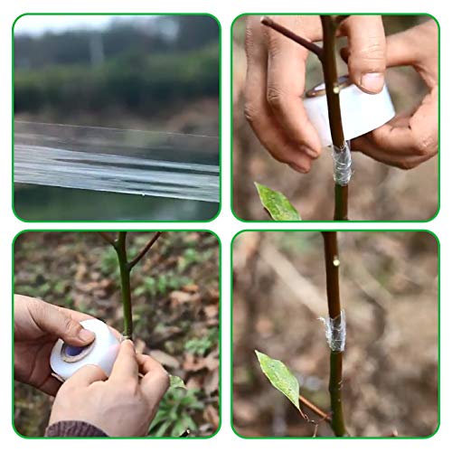 kulusion 4 Pcs Grafting Tape for Fruit Trees Floral Tape Grafting Tools Plant Tape Garden Plant Nursery Tape PE Stretchable Self Adhesive Membrane Clear Floristry Film - Image 4