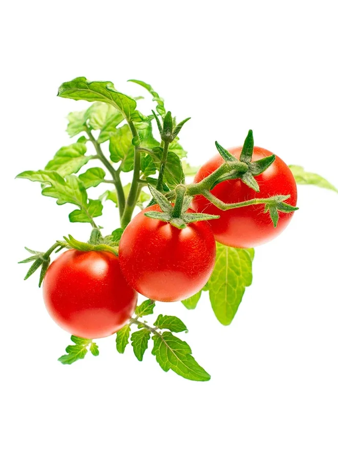 Click & Grow CLICK & GROW MINI TOMATO REFILL 3 PACK
