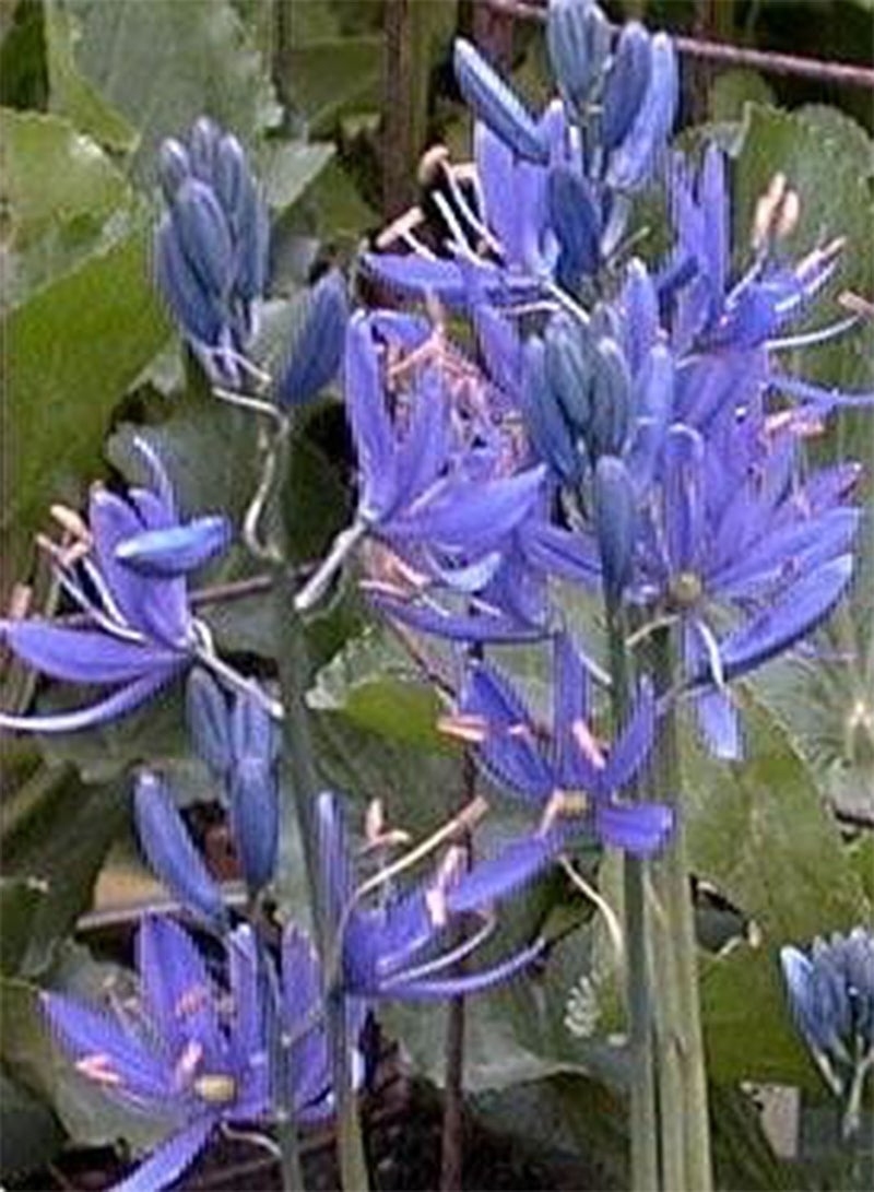 جي جوت كاماسيا ليشليني 100 بذرة