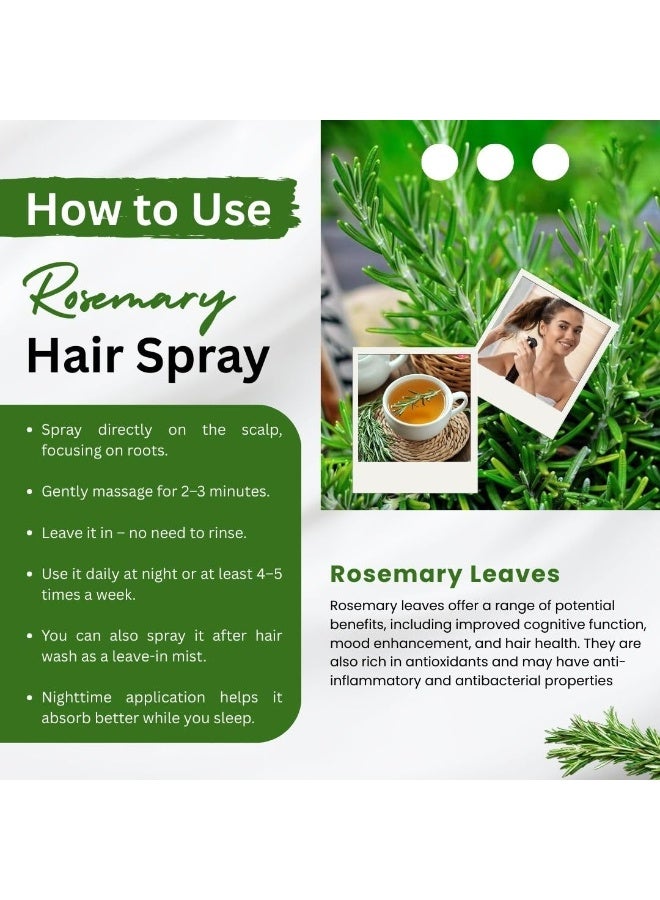  بريجبوتي أوراق إكليل الجبل لنمو الشعر 100 جرام شاي إكليل الجبل أوراق إكليل الجبل المجففة الطبيعية عشبة عضوية جافة - Image 4