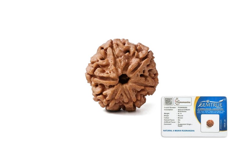 GEMSMANTRA 6 Mukhi Rudraksha Without Silver Pendant Original Nepali, Regular Size, Natural and Lab Certified, Helps to Improve Wisdom, Knowledge, Helps in Balance Emotional Stability for Men & Women - Image 1