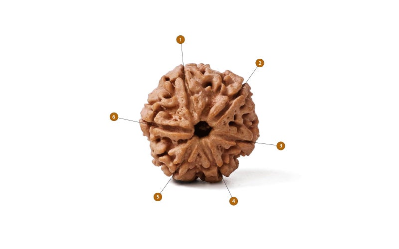 GEMSMANTRA 6 Mukhi Rudraksha Without Silver Pendant Original Nepali, Regular Size, Natural and Lab Certified, Helps to Improve Wisdom, Knowledge, Helps in Balance Emotional Stability for Men & Women - Image 3