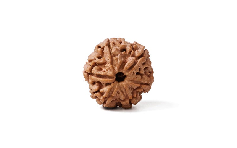 GEMSMANTRA 6 Mukhi Rudraksha Without Silver Pendant Original Nepali, Regular Size, Natural and Lab Certified, Helps to Improve Wisdom, Knowledge, Helps in Balance Emotional Stability for Men & Women - Image 2