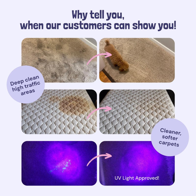 Sunny & Honey Carpet Cleaner Solution - 32 Fl Oz, Light Lavender - Deep Stain Remover & Odor Deodorizer - Pet Carpet Cleaner & Rug Shampoo - Image 2