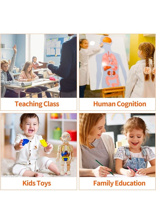 17 Pcs Human Organs Model with Removable Parts Preschool Learning Toys Human Body Model DIY Assembly Science Kits Toys for Boys Girls  Kids Early Educational Learning Toys  - Image 4