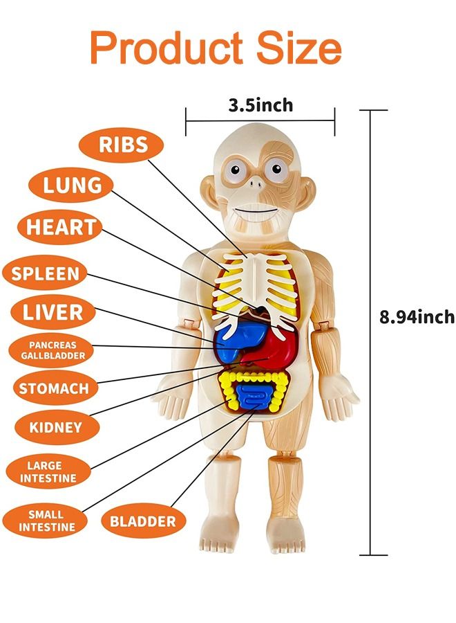 17 Pcs Human Organs Model with Removable Parts Preschool Learning Toys Human Body Model DIY Assembly Science Kits Toys for Boys Girls  Kids Early Educational Learning Toys  - Image 3