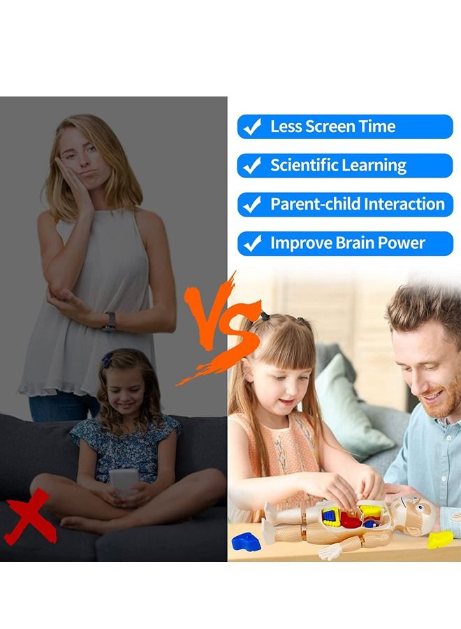 17 Pcs Human Organs Model with Removable Parts Preschool Learning Toys Human Body Model DIY Assembly Science Kits Toys for Boys Girls  Kids Early Educational Learning Toys  - Image 5