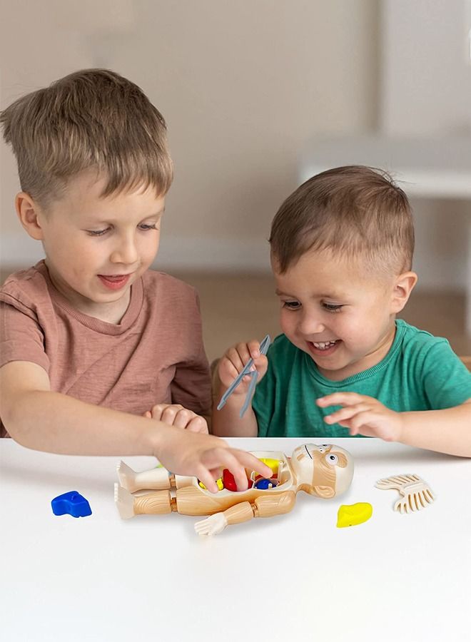 17 Pcs Human Organs Model with Removable Parts Preschool Learning Toys Human Body Model DIY Assembly Science Kits Toys for Boys Girls  Kids Early Educational Learning Toys  - Image 2