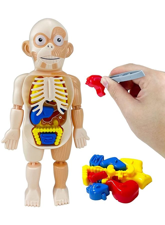 17 Pcs Human Organs Model with Removable Parts Preschool Learning Toys Human Body Model DIY Assembly Science Kits Toys for Boys Girls  Kids Early Educational Learning Toys  - Image 1