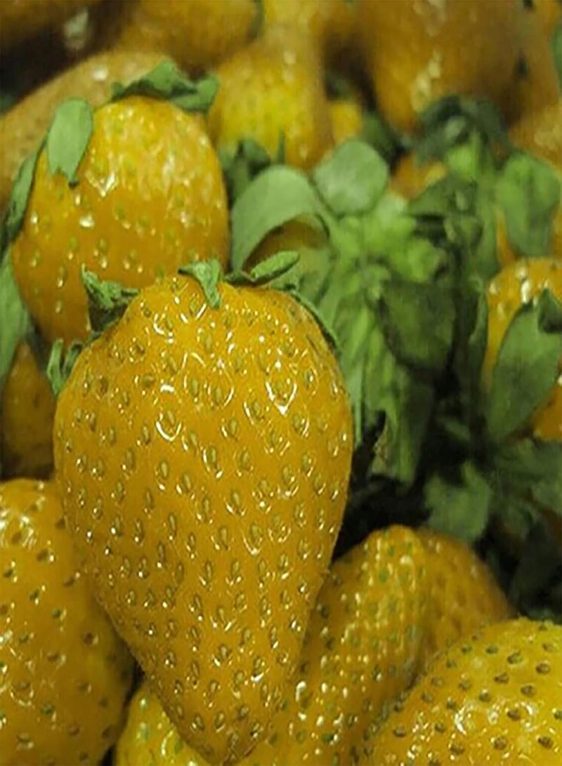 GGOOT 100Pcs Mixed Colors Strawberry Seeds Pack Outdoor Indoor Growing Non-GMO Fruit Seedlings for Farm Yellow 1size