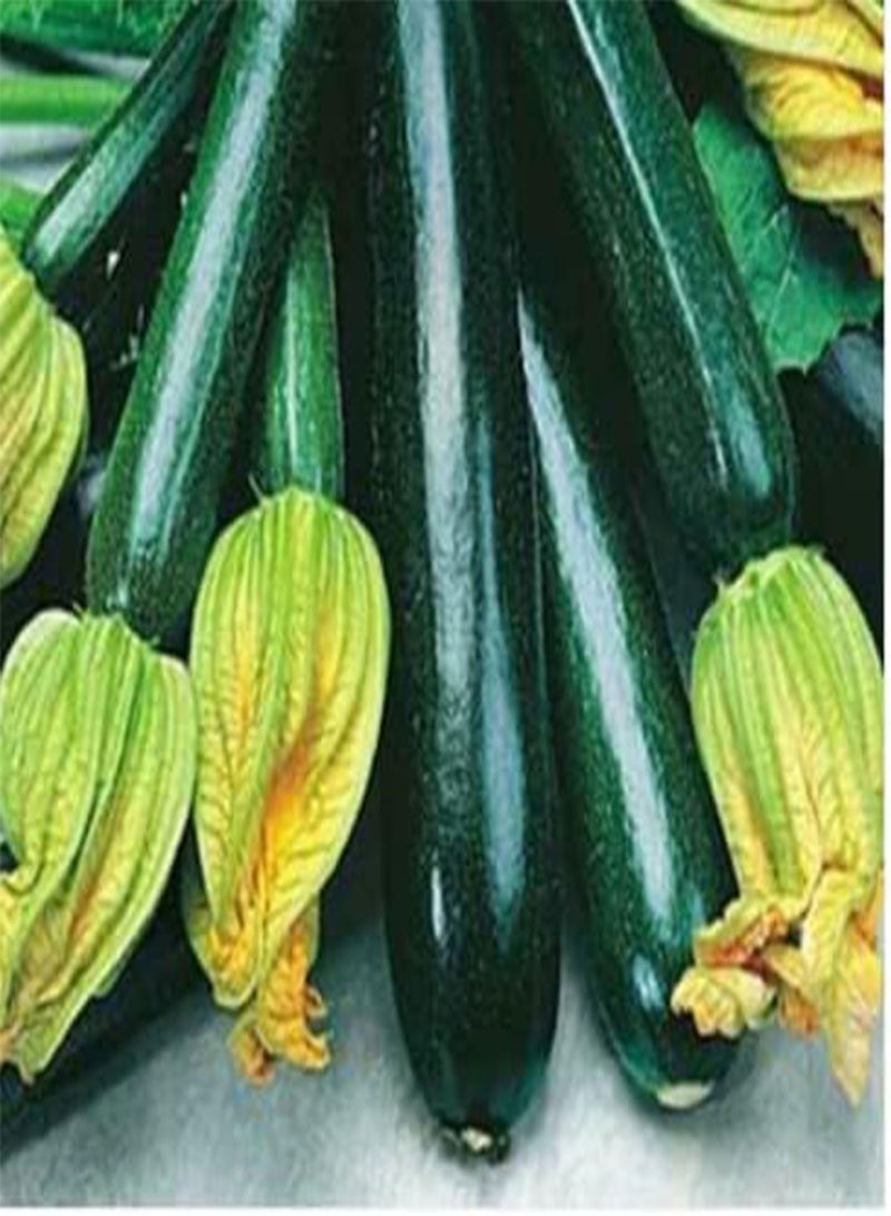 GGOOT 5 Seeds of Courgette Black Beauty