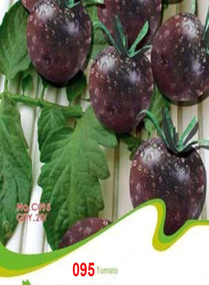 GGOOT Tomato Seeds Purple Colorful Cherry Black Red Yellow Blue Zebra Tomato - 95 - Image 3