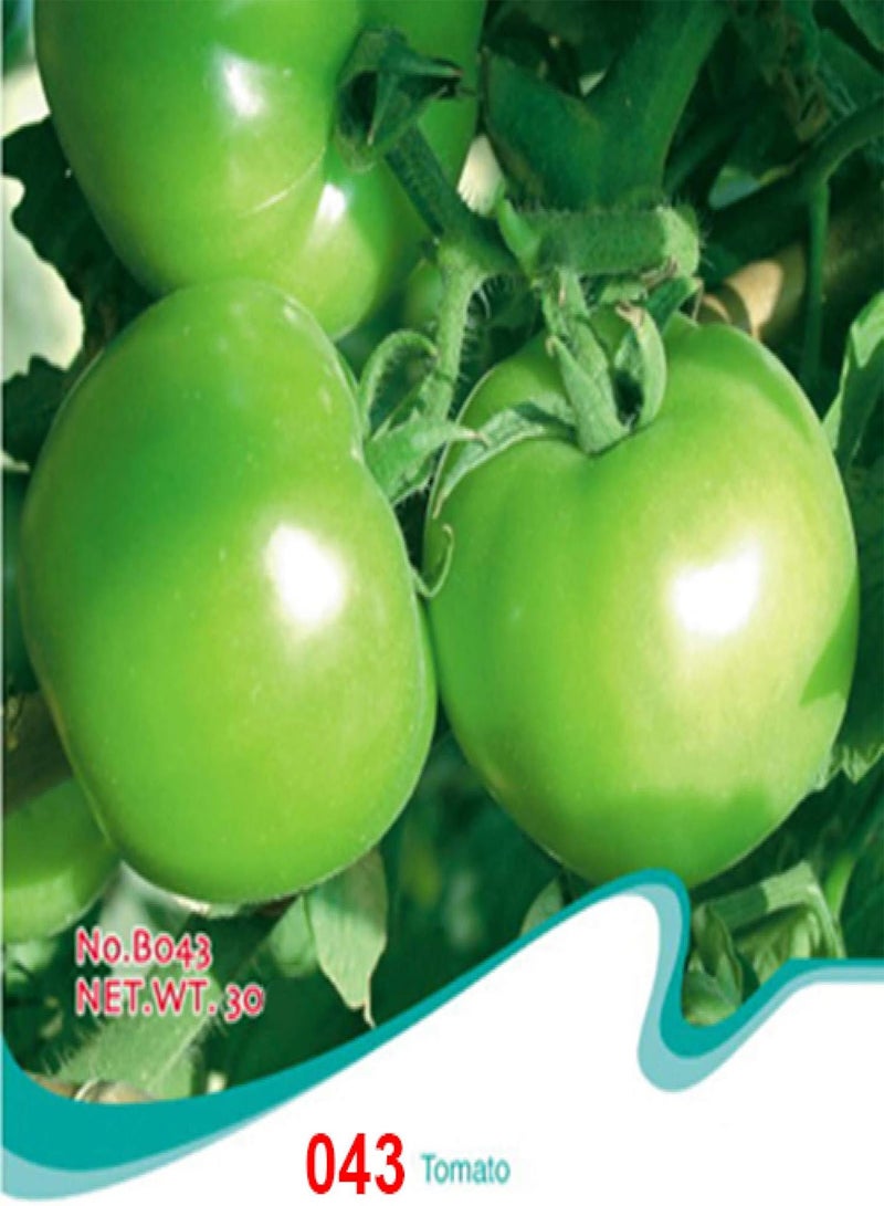 GGOOT Tomato Seeds Purple Colorful Cherry Black Red Yellow Blue Zebra Tomato - 95 - Image 5