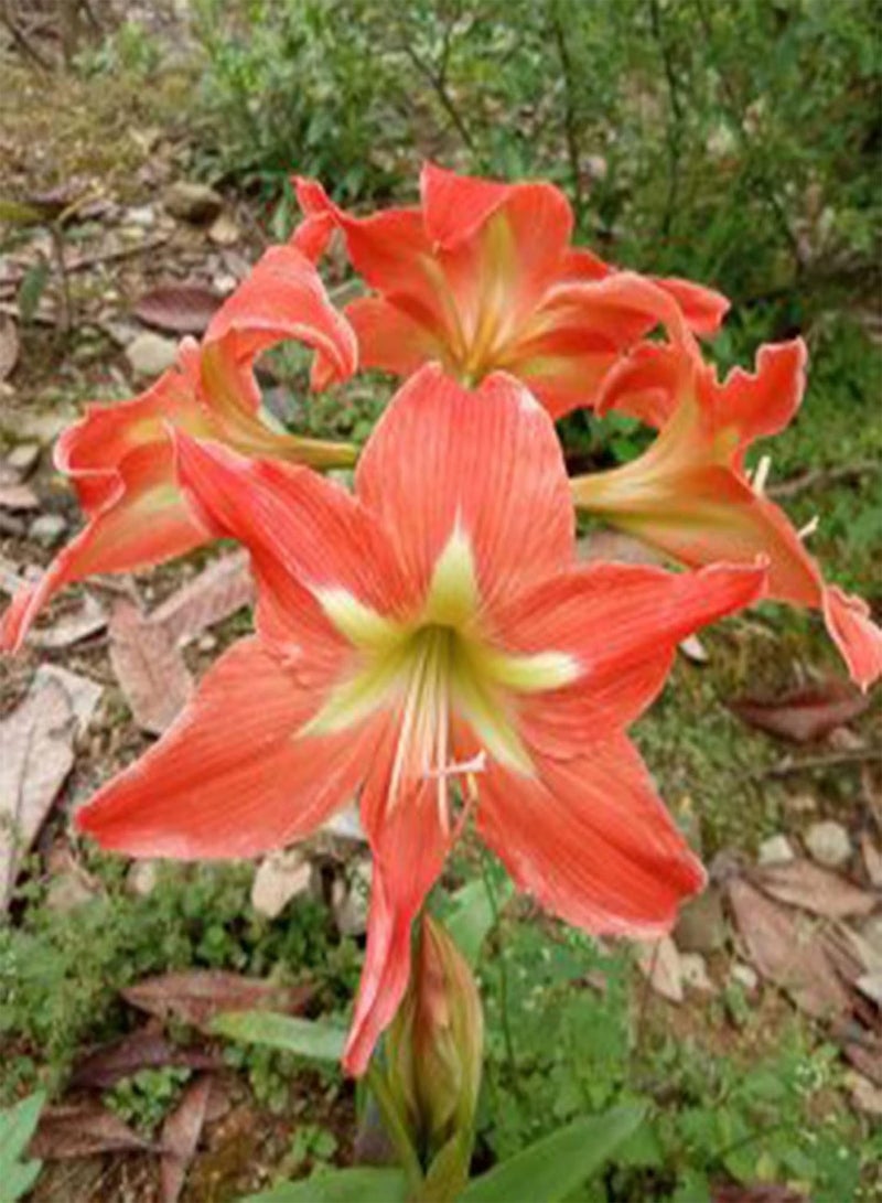 جي جوت بذور لتزيين الحدائق، 20 قطعة/كيس من بذور الأمارلس سريعة النمو، غير معدلة وراثيًا، سهلة العناية، نباتات منزلية، مستلزمات الحدائق، بذور الأمارلس - Image 2