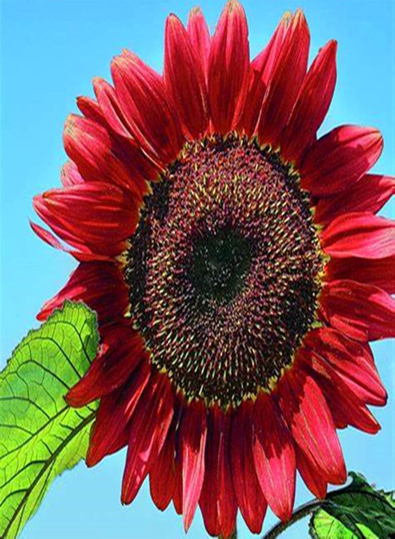 Bee Plant,Sunflower Seeds,High Germination Rate,Sun flower-200 pcs,2