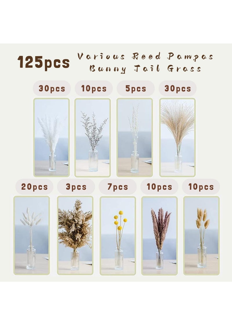 SOLARAE 125pcs Natural Dried Pampas Grass Bouquets 17 inch Various Fluffy Reed Pampas Bunny Tail Grass Dried Plant Wedding Flower Bulrush Decors Photography Farmhouse Store DIY Decoration - Image 4