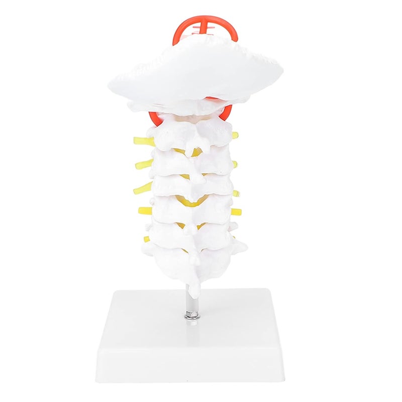 klarako Cervical Model Arteria, Human Cervical Spinal Column Model Arteria Spine Spinal Anatomical Model for Science ClassroomArteria Spine Model - Image 1