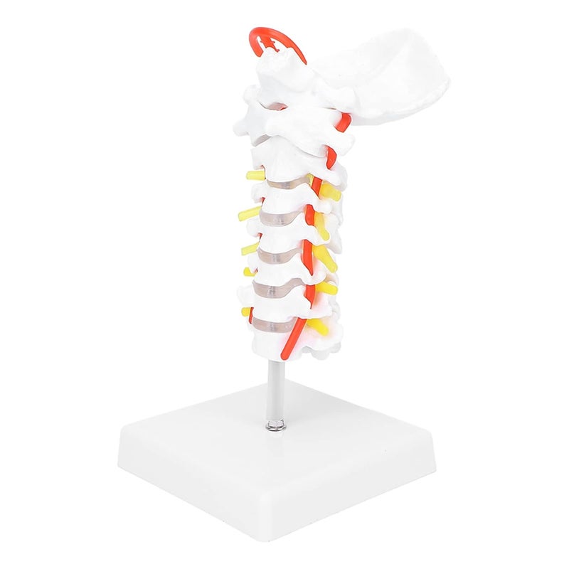 klarako Cervical Model Arteria, Human Cervical Spinal Column Model Arteria Spine Spinal Anatomical Model for Science ClassroomArteria Spine Model - Image 5