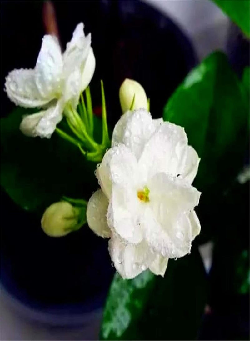 GGOOT Rare Growing Jasmine Seeds UK Heirloom Vegetable Seeds Used for Planting Home Gardens and Homesteads-500pcs - Image 1