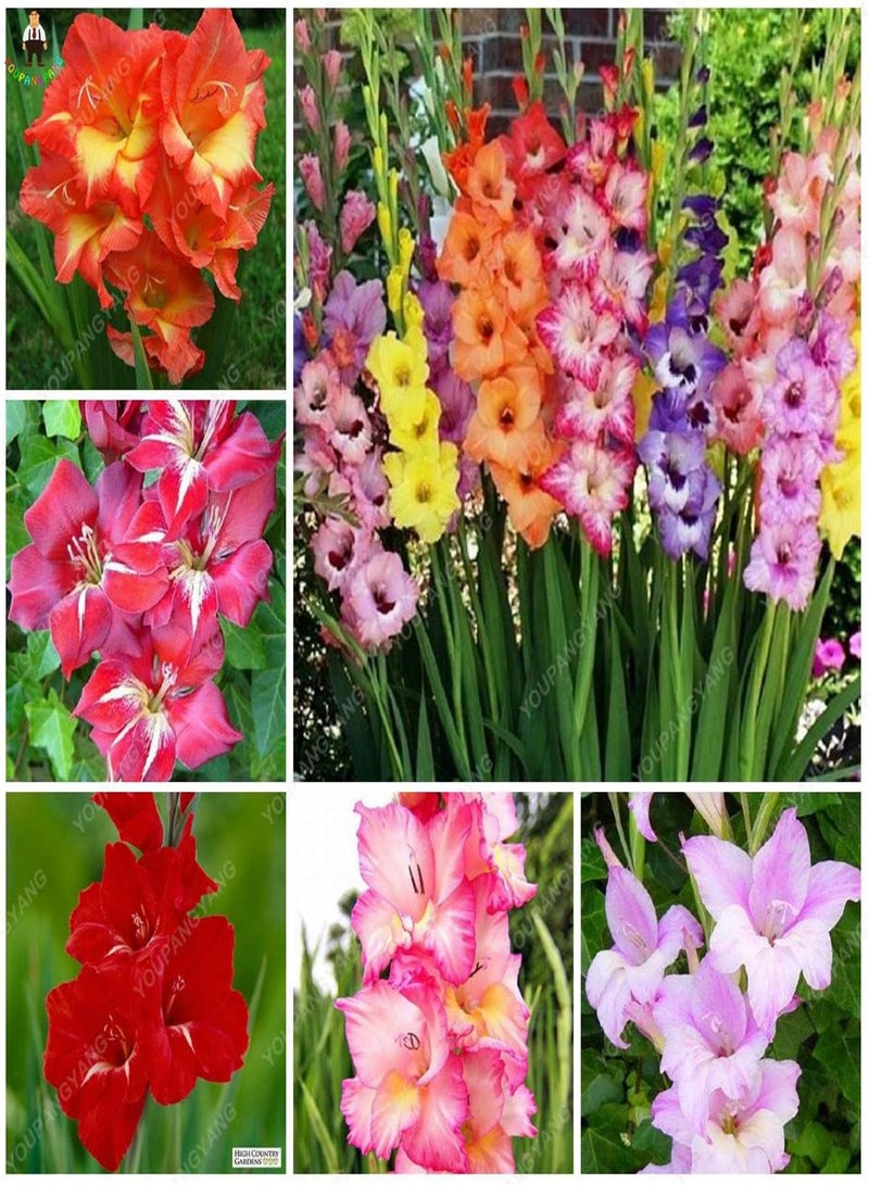 GGOOT New 100pcs Gladiolus Perennial Flower Seeds for Gardening Multi-Colour - Image 1