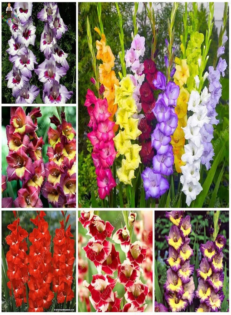 GGOOT New 100pcs Gladiolus Perennial Flower Seeds for Gardening Multi-Colour - Image 2