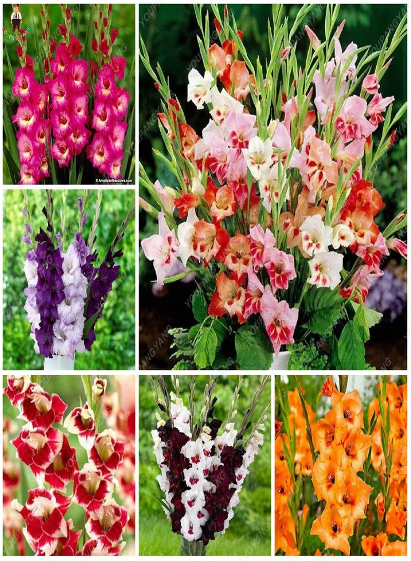 GGOOT New 100pcs Gladiolus Perennial Flower Seeds for Gardening Multi-Colour - Image 3