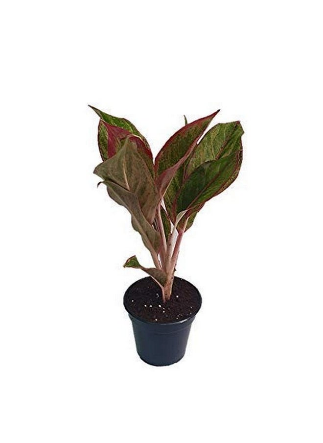 creative farmer - Indoor Lipstick Aglaonema D - Image 1